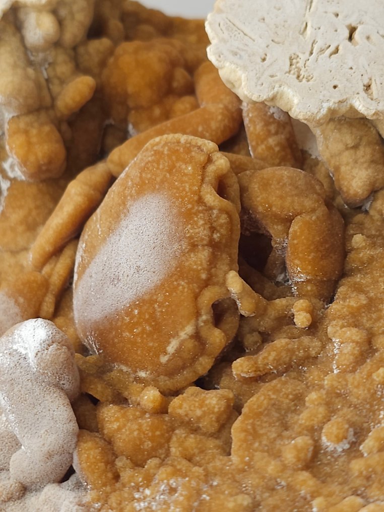 Crab - Fossil skeleton - 110 mm - 135 mm  (No reserve price) #4.3