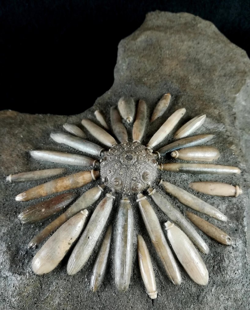 Fossilt sjöborre!!! - Skal med radioler - Fossiliserat djur - Gymnocidaris koechlini - 21.5 cm - 16 cm #4.3