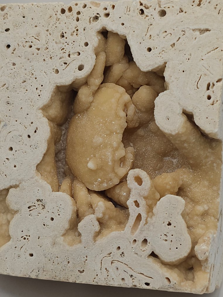 Granchio - Scheletro fossile - 85 mm - 85 mm  (Senza prezzo di riserva) #3.2