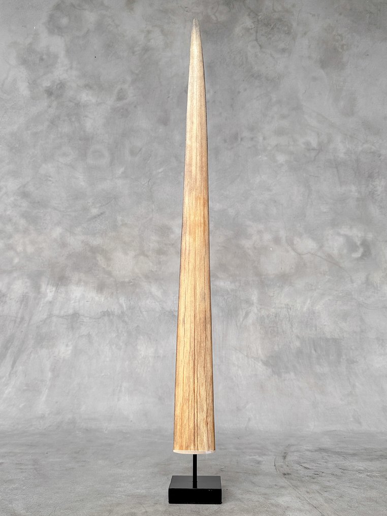 Χωρίς ελάχιστη τιμή - Ένα μεγάλο ρύγχος ξιφία τοποθετημένο σε βάση. Ρύγχος σε βάση - Xiphias Gladius - 73 cm - 7 cm - 7 cm- Είδη που δεν ανήκουν στο CITES #3.2