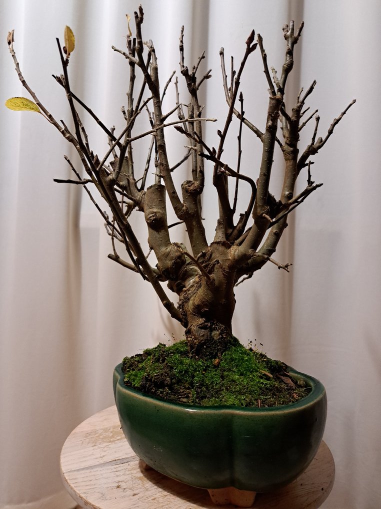 Malus Everest bonsai in a beautiful bonsai pot. - Height (Tree): 35 cm - Depth (Tree): 35 cm - Japan #1.0