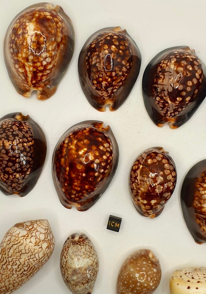 Shells Sea shell - Cauris (No reserve price) #2.1