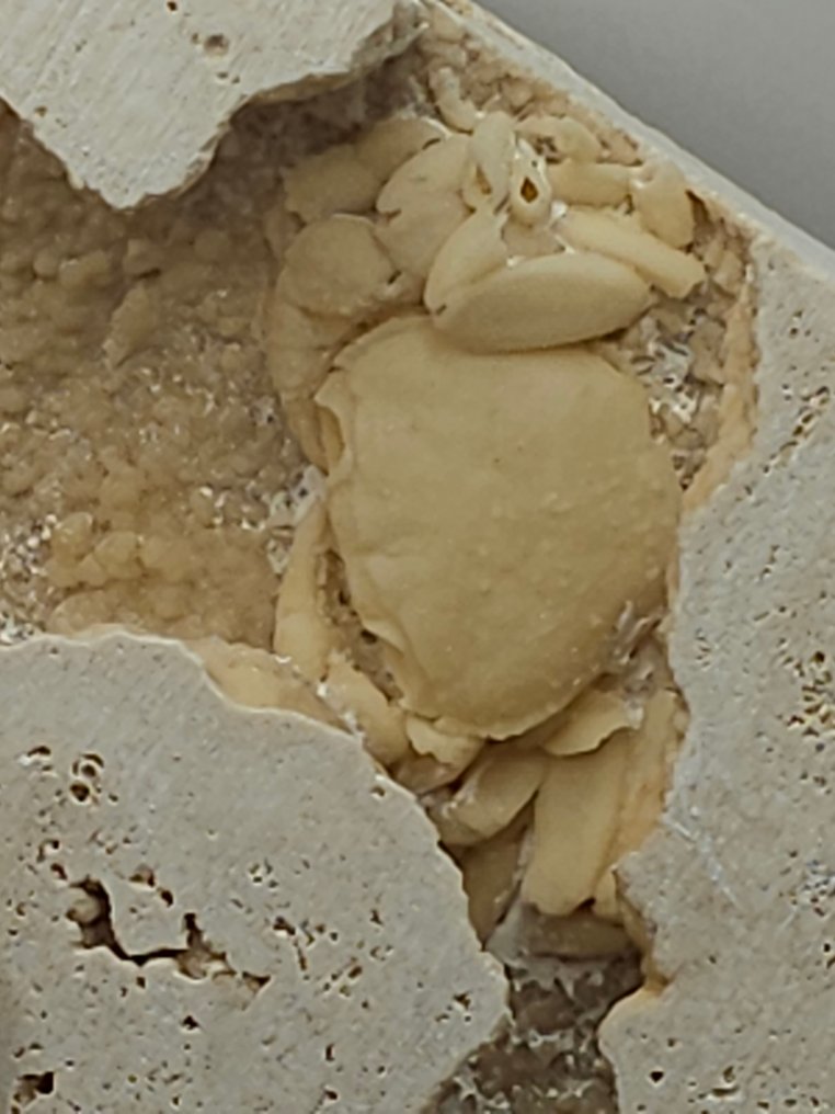 Crab - Schelet fosilă - 100 mm - 110 mm (Fără preț de rezervă) #4.3