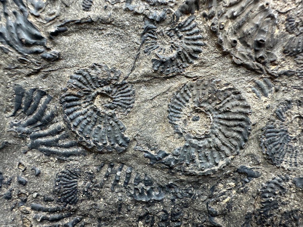 Ammonite - Animal fossilisé - Trachyceras aon - 20.5 cm - 17 cm (Sans prix de réserve) #4.3