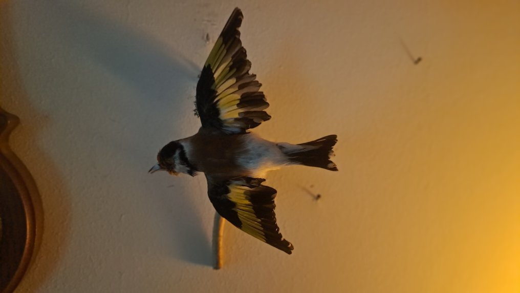 Stieglitz Allestimento tassidermico a corpo intero - Stieglitz Waldstieglitz Fuss beringt - 10 cm - 5 cm - 5 cm - Specie non CITES - 1 #2.1