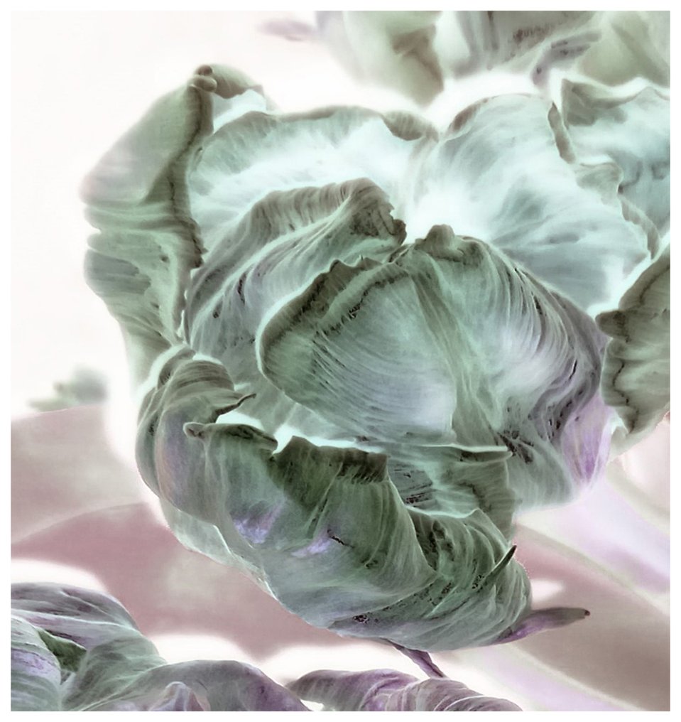 Bernd Lieven - Tulips  No.I #2.1