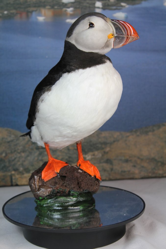 Atlantischer Lummenfisch Taxidermie-Ganzkörpermontage - Fratercula arctica (with Declaration of Legal Origin) - 30 cm - 23 cm - 9 cm - EU Annex I #4.3
