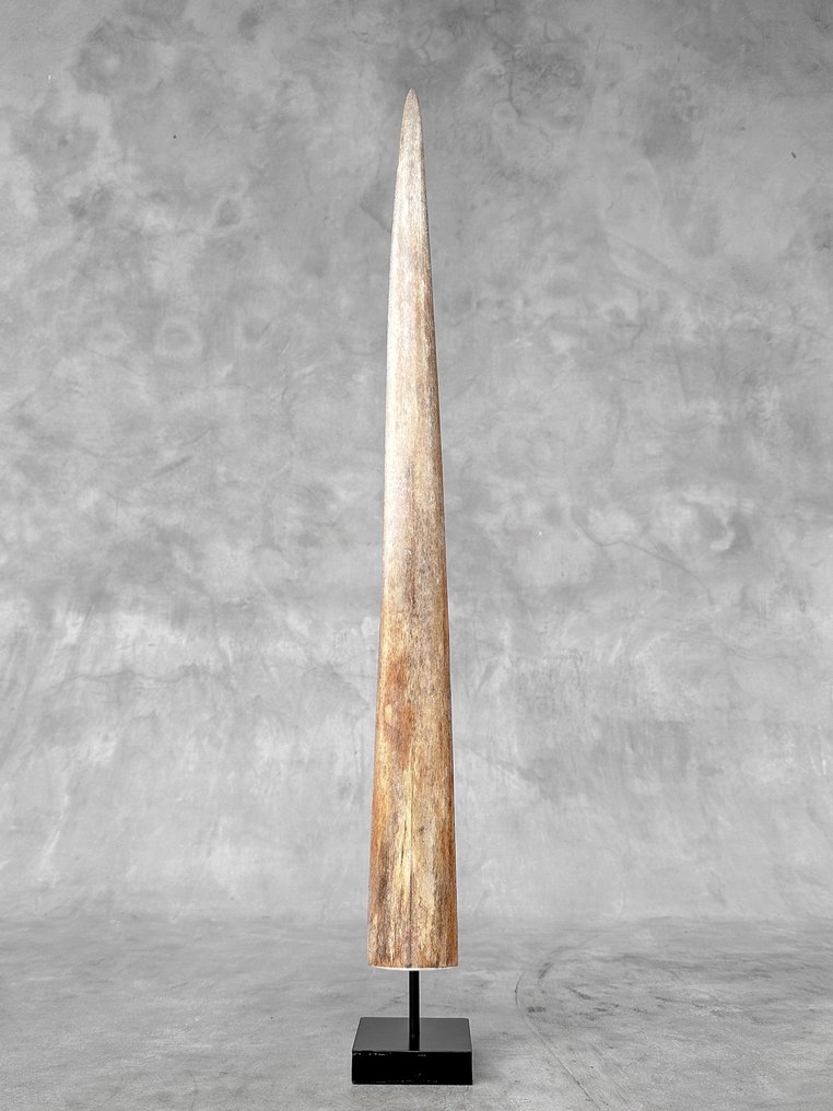 NO RESERVE PRICE - Stunning Swordfish Tusk mounted on a stand - Rostrum on stand - Xiphias Gladius - 68 cm - 7 cm - 7 cm- Non-CITES species #2.1