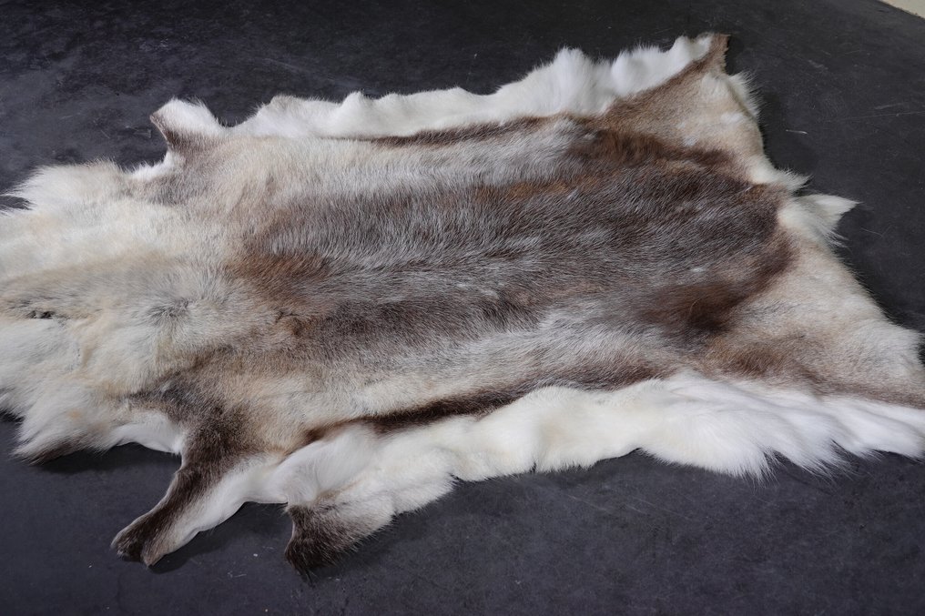 Reinsdyr Utstopping for veggfeste - Rangifer tarandus - 2 cm - 105 cm - 130 cm - Ikke-CITES arter #2.1