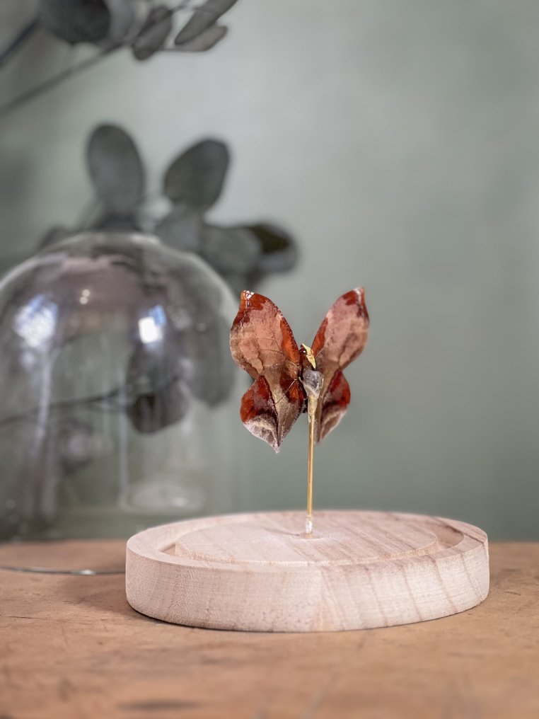 Πεταλούδα Βάση ταρίχευσης ολόκληρου σώματος - Siderone galanthis mars - 13 cm - 12 cm - 12 cm - Είδη που δεν ανήκουν στο CITES - 1 #4.3