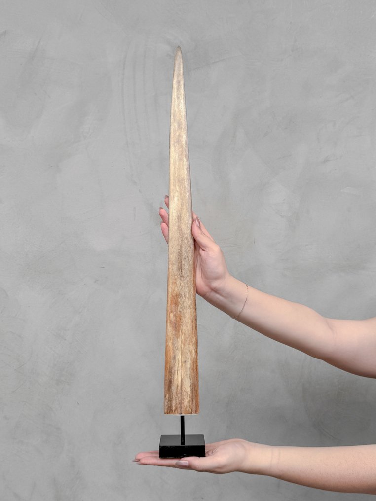 NO RESERVE PRICE - Stunning Swordfish Tusk mounted on a stand - Rostrum on stand - Xiphias Gladius - 68 cm - 7 cm - 7 cm- Non-CITES species #1.0