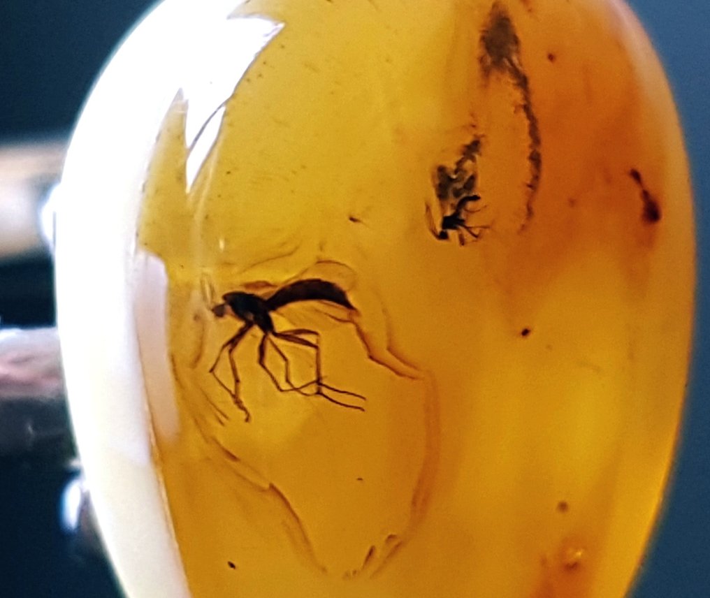 Sällsynt naturlig Baltic amber-ring med fossilinsekt-inclusion - 2 stycken insekter - vacker museum - Bärnsten (Utan reservationspris) #4.3