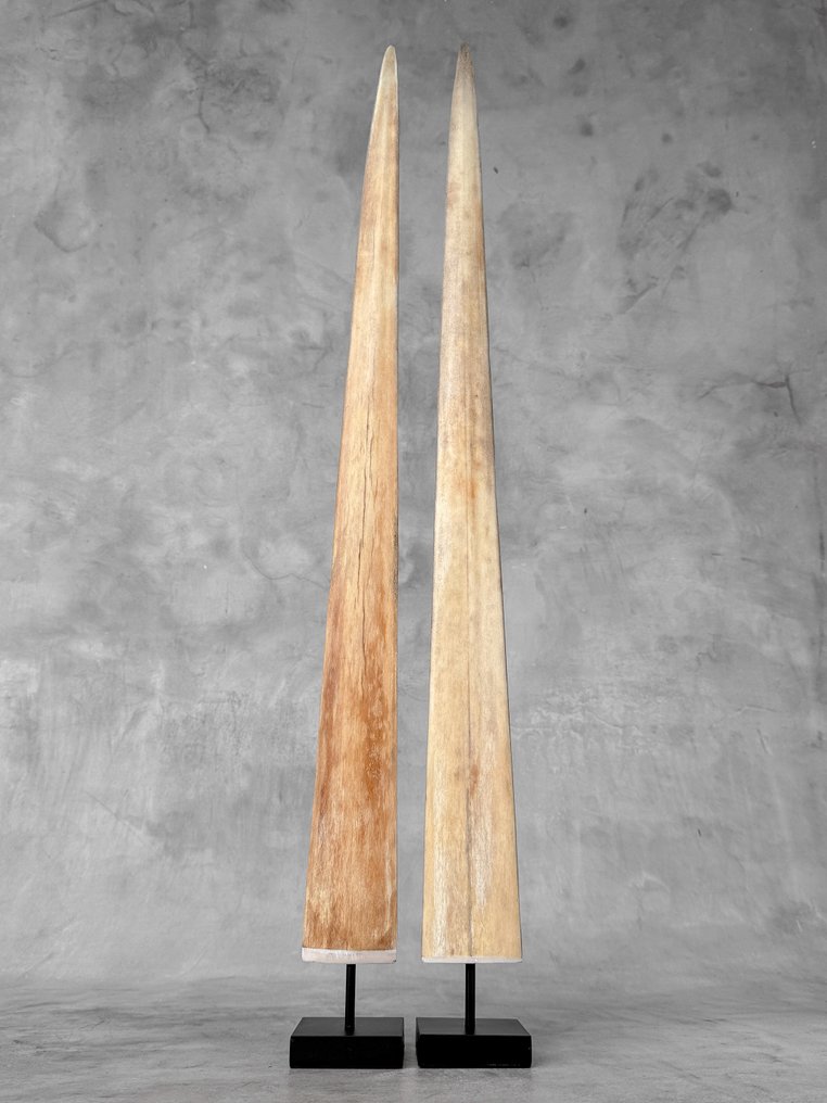 Χωρίς ελάχιστη τιμή - Ένα ζεύγος ρύγχων ξιφία σε βάσεις ειδικά κατασκευασμένες. Ρύγχος σε βάση - Xiphias Gladius - 80 cm - 7 cm - 7 cm- Είδη που δεν ανήκουν στο CITES -  (2) #4.3