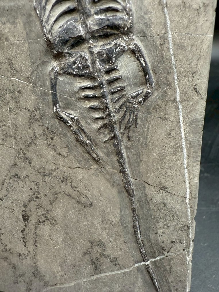 Marine reptile - Fossil matrix - Keichousaurus sp. - 21 cm - 12 cm  (No reserve price) #4.3