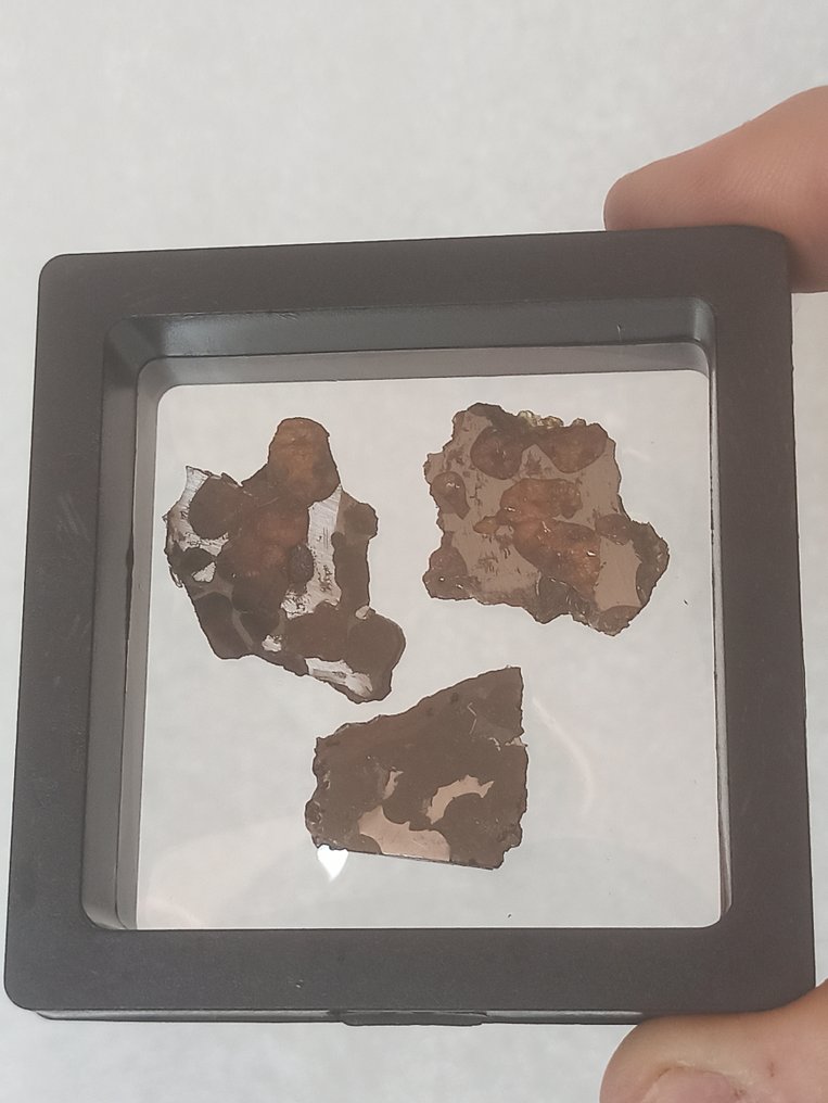SERICHO - Pallasit-Meteorit - 3 polierte Scheiben. Ohne Mindestpreis!!! - 9.32 g #1.0