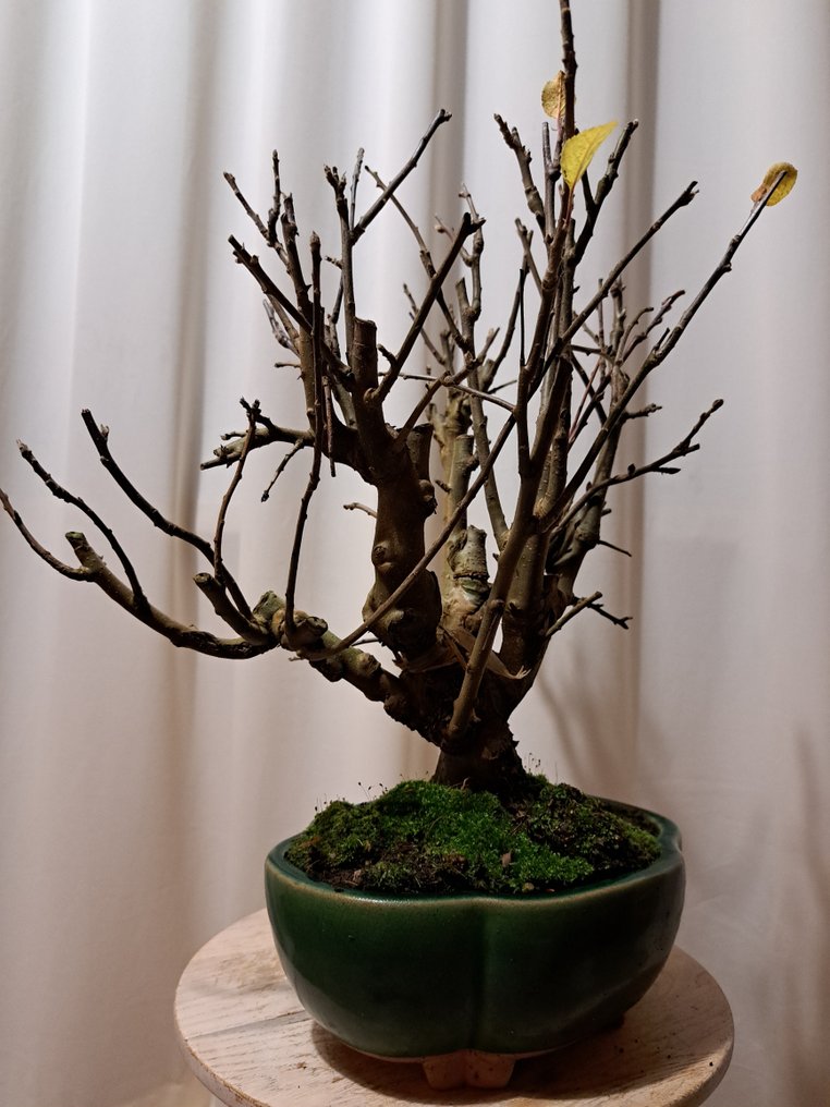 Malus Everest bonsai in a beautiful bonsai pot. - Height (Tree): 35 cm - Depth (Tree): 35 cm - Japan #4.3