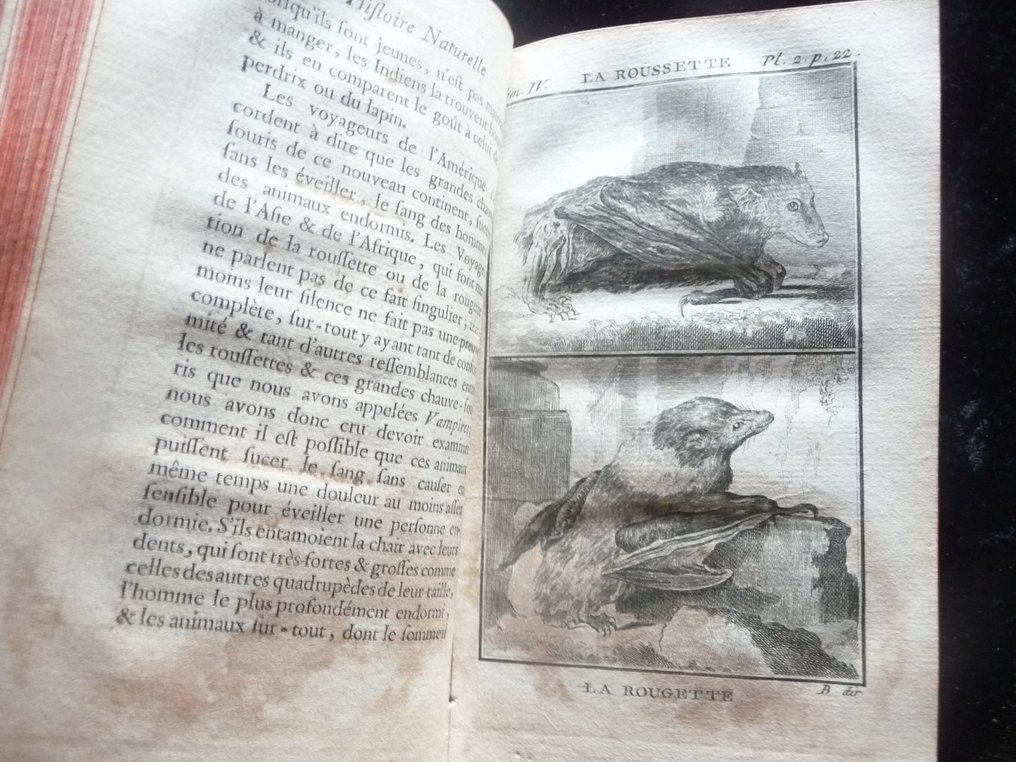 Buffon - Histoire des animaux quadrupèdes: Le Pécari, le Tamanoir, le Pangolin, les Tatous, l'Eléphant - 1775 #4.3