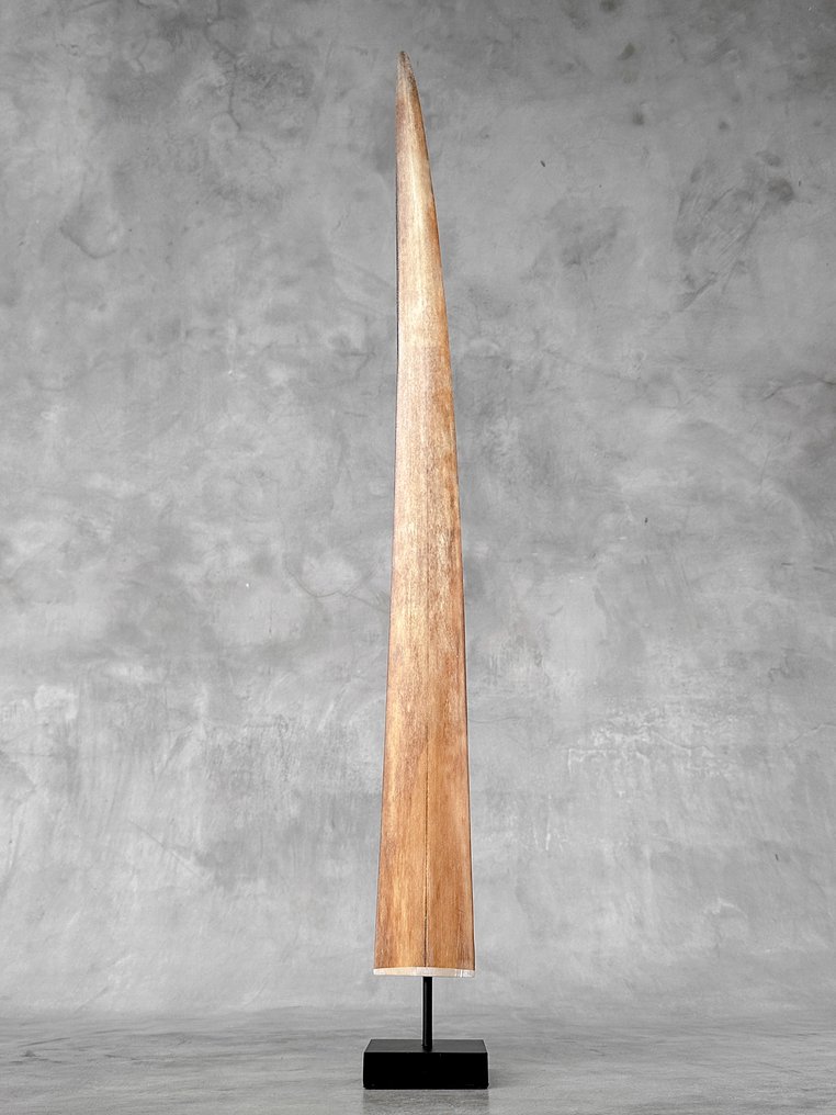 无底价 - 令人惊叹的剑鱼獠牙,装在底座上 架立式喙飾 - Xiphias Gladius - 74 cm - 7 cm - 7 cm- 非《瀕臨絕種野生動植物國際貿易公約》物種 #2.1