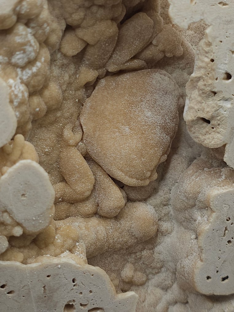 Caranguejo - Esqueleto fóssil - 115 mm - 125 mm  (Sem preço de reserva) #1.0