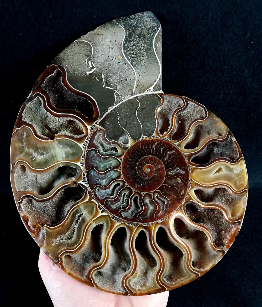 Ammonit - Forstenet dyr - Aioloceras (Cleoniceras) besairiei (Collignon 1949) - 21.7 cm - 18 cm #1.0