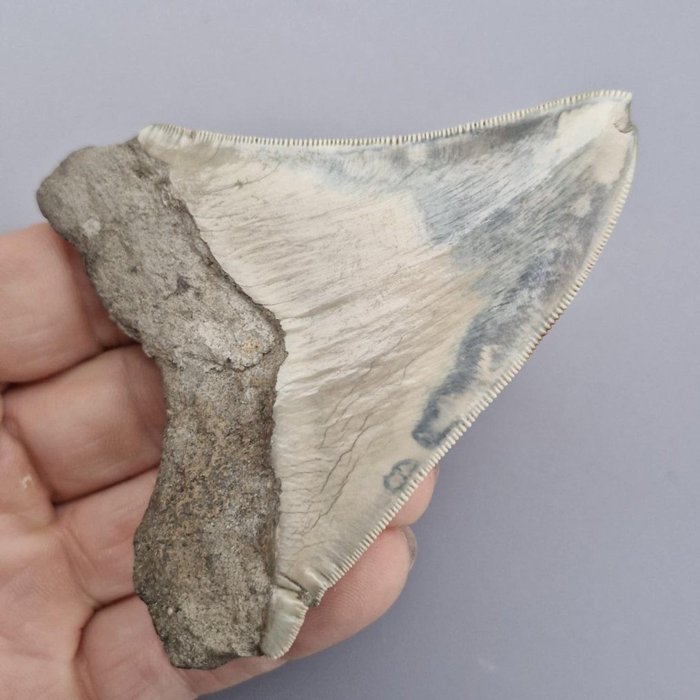 Megalodon Shark - Dinte fosilă - megaselachus megalodon - 98 mm - 81 mm (Fără preț de rezervă) #1.0