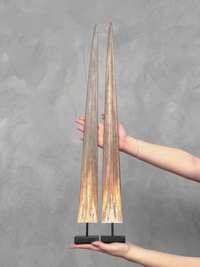 Fără preț de rezervă - o pereche de colți de pește-spadă montați pe suporturi personalizate. Cioc pe suport - Xiphias Gladius - 73 cm - 7 cm - 7 cm- Speciile Non-CITES -  (2) #2.1