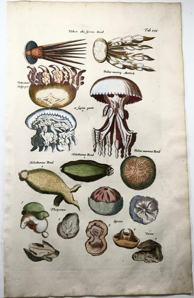 Matthäus Merian (1593-1650) - hand coloured folio, Jellyfish, Cuttlefish, Sea Urchins - 1657 #2.1