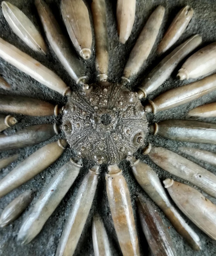 Fossilt sjöborre!!! - Skal med radioler - Fossiliserat djur - Gymnocidaris koechlini - 21.5 cm - 16 cm #1.0