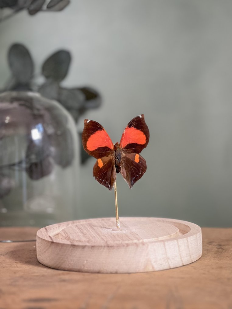 Πεταλούδα Βάση ταρίχευσης ολόκληρου σώματος - Siderone galanthis mars - 13 cm - 12 cm - 12 cm - Είδη που δεν ανήκουν στο CITES - 1 #1.0