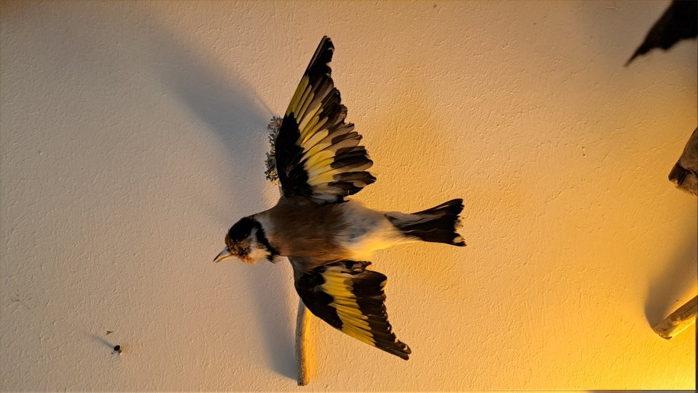 Stieglitz Allestimento tassidermico a corpo intero - Stieglitz Waldstieglitz Fuss beringt - 10 cm - 5 cm - 5 cm - Specie non CITES - 1 #1.0