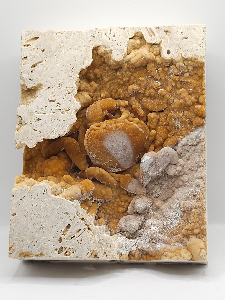 Crab - Fossil skeleton - 110 mm - 135 mm  (No reserve price) #1.0