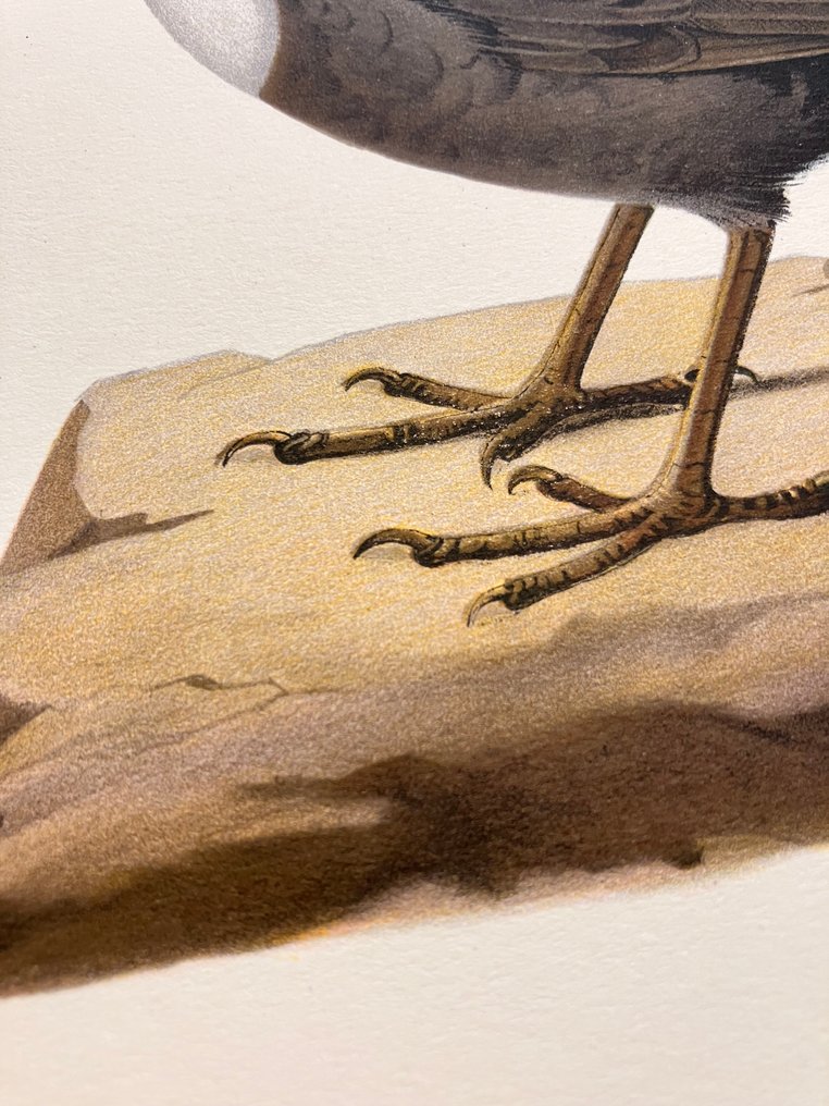 Von Wright brothers & Bror Halberg - White-throated dipper lithographic plate from "Svenska Fåglar efter Naturen och på Sten ritade" - 1917-1929 #2.1