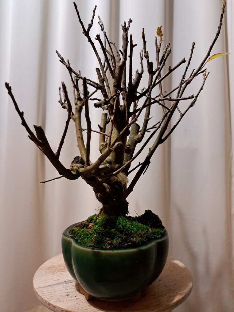Malus Everest bonsai in a beautiful bonsai pot. - Height (Tree): 35 cm - Depth (Tree): 35 cm - Japan #3.2