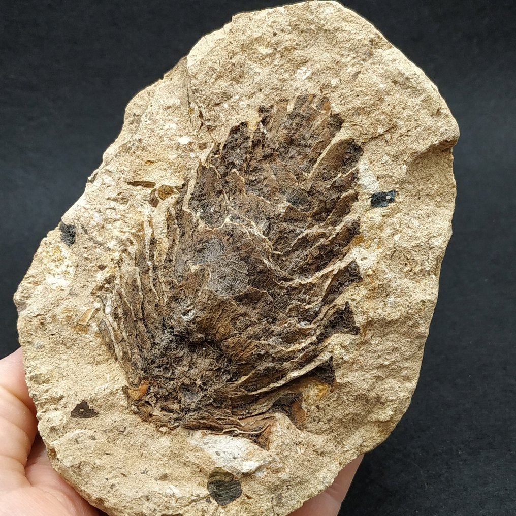Pine Cone - Pianta fossilizzata - Pinus pinaster #1.0
