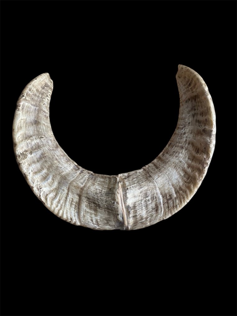 Vadkecske Agancs - Capra pyrenaica - 17.5 cm - 21 cm - 4.5 cm - (1) #4.3