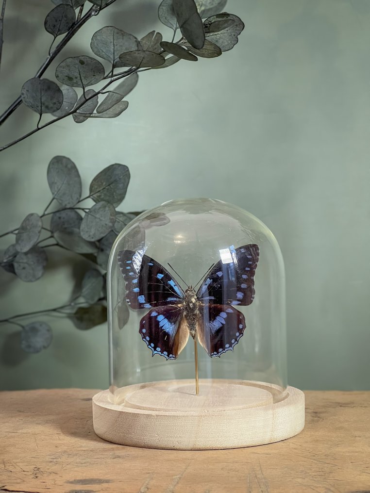 Πεταλούδα Βάση ταρίχευσης ολόκληρου σώματος - Charaxes ameliae victoriae - 13 cm - 12 cm - 12 cm - Είδη που δεν ανήκουν στο CITES - 1 #1.0