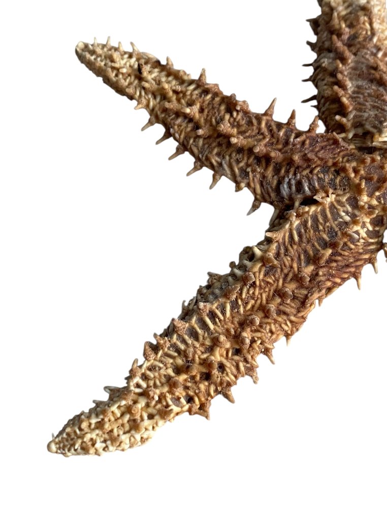 Starfish Skeleton - Asteroidea - 13.5 cm - 15 cm - 1.5 cm -  (1) #3.2