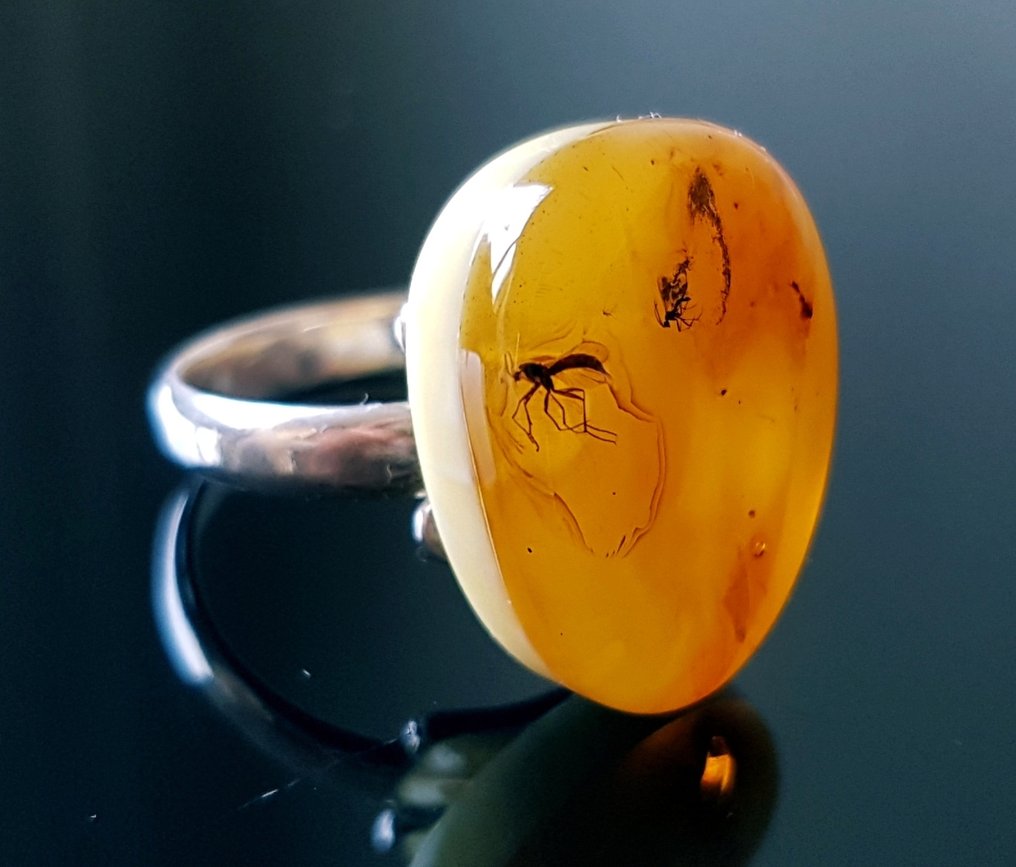 Sällsynt naturlig Baltic amber-ring med fossilinsekt-inclusion - 2 stycken insekter - vacker museum - Bärnsten (Utan reservationspris) #1.0