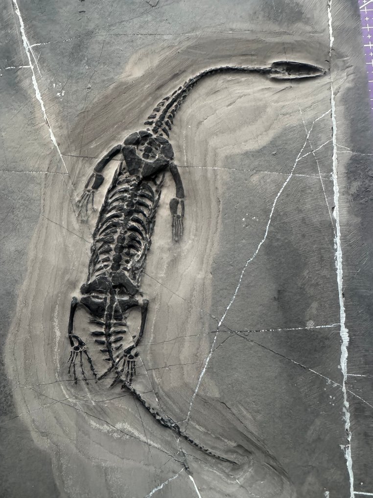 Fossiele reptiel: Keichousaurus -Trias - Gefossiliseerd dier - Keichousaurus (Zonder minimumprijs) #1.0