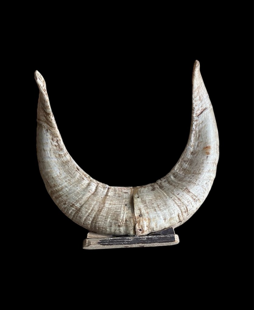 Vadkecske Agancs - Capra pyrenaica - 17.5 cm - 21 cm - 4.5 cm - (1) #1.0