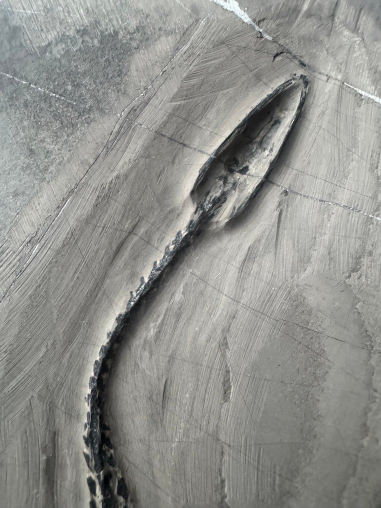 Fossiele reptiel: Keichousaurus -Trias - Gefossiliseerd dier - Keichousaurus (Zonder minimumprijs) #3.2