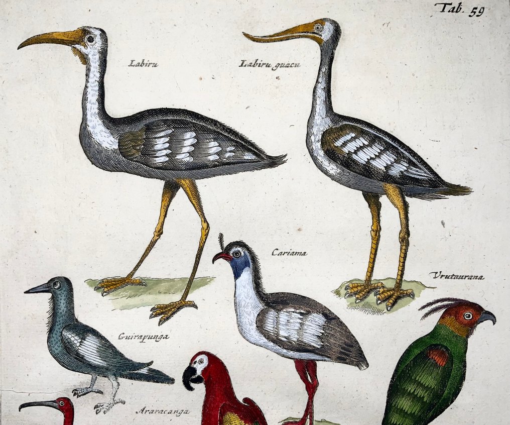 Matthäus Merian (1593-1650) - hand coloured engraving birds: Exotic, Amazonian Birds - 1657 #3.2