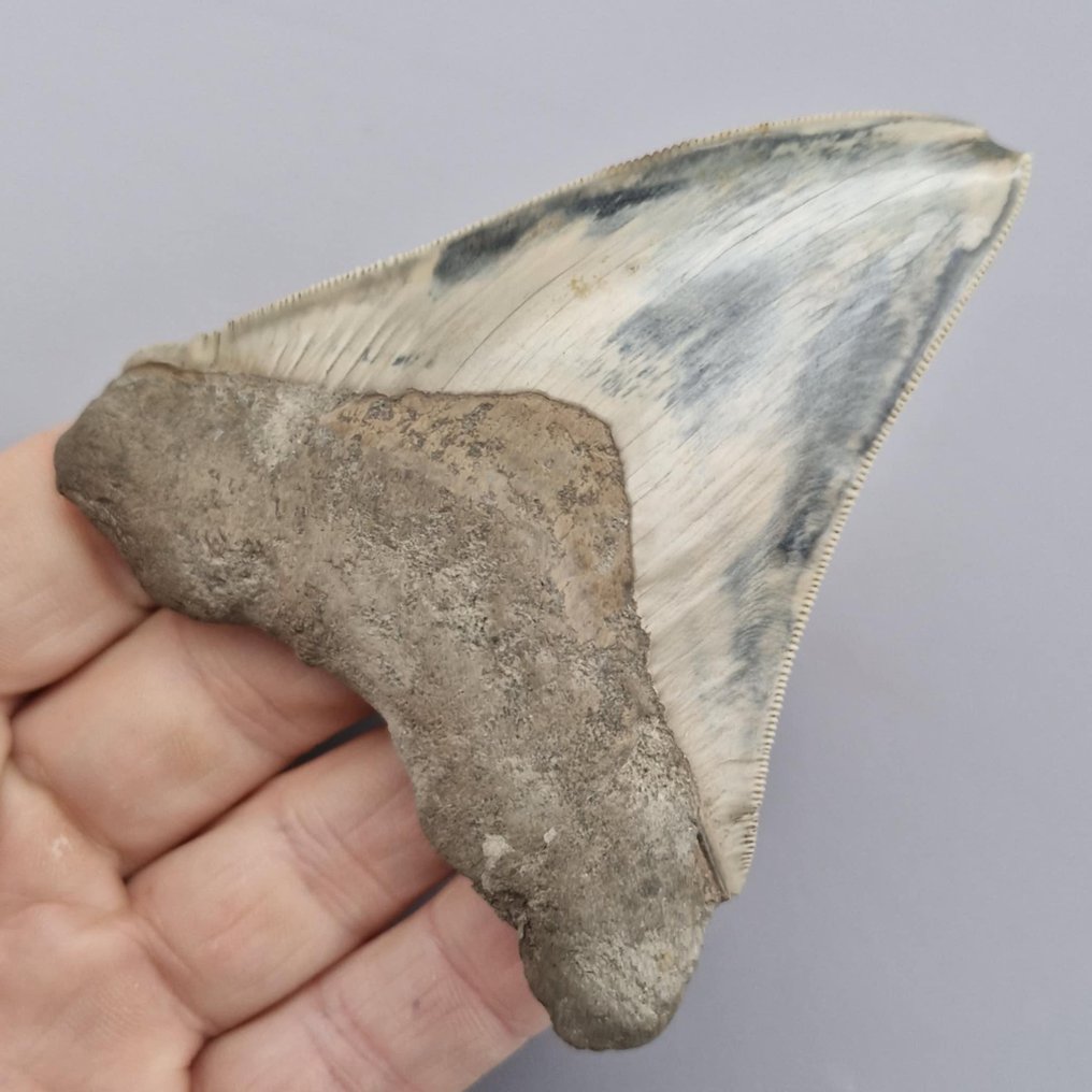 Megalodon Shark - Dinte fosilă - megaselachus megalodon - 98 mm - 81 mm (Fără preț de rezervă) #3.2