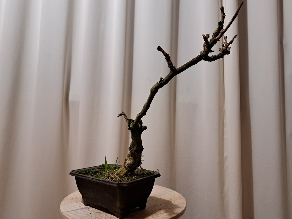 Wisteria bonsai - Height (Tree): 35 cm - Depth (Tree): 27 cm - Japan #4.3