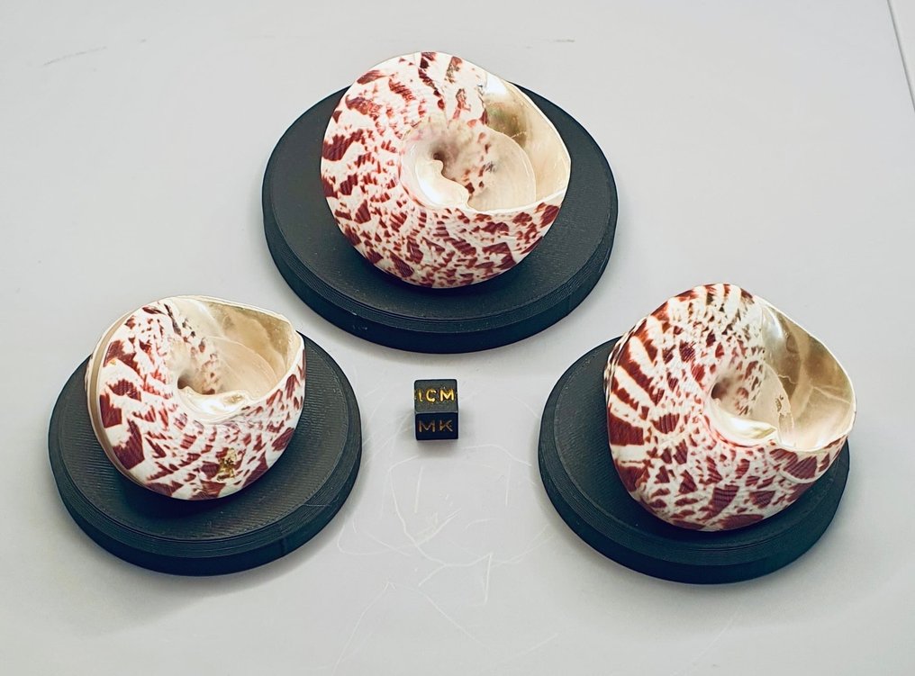 Shells Sea shell - TROCHUS NILOTICUS (No reserve price) #3.2