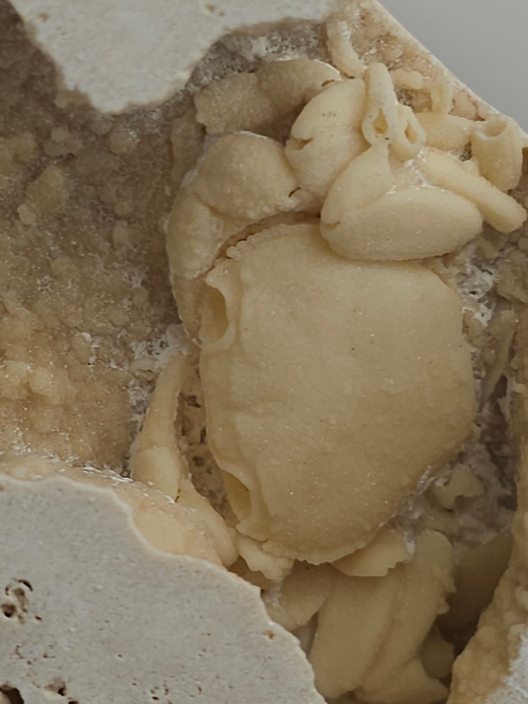 Crab - Schelet fosilă - 100 mm - 110 mm (Fără preț de rezervă) #1.0