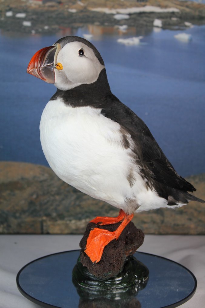 Atlantischer Lummenfisch Taxidermie-Ganzkörpermontage - Fratercula arctica (with Declaration of Legal Origin) - 30 cm - 23 cm - 9 cm - EU Annex I #2.1