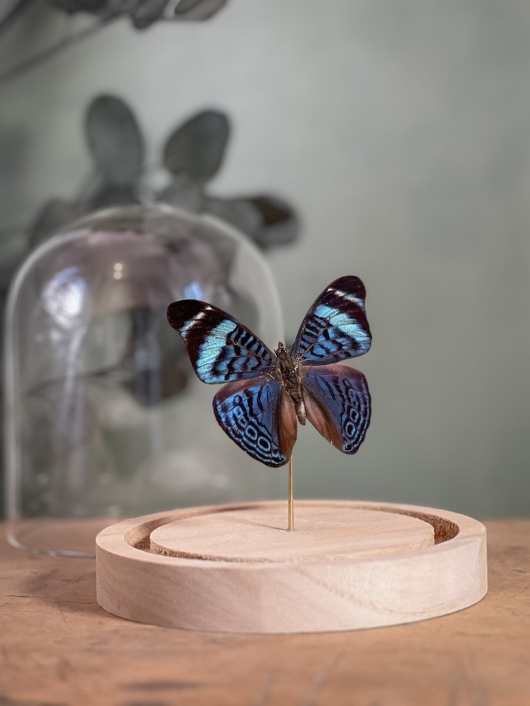 Farfalla Allestimento tassidermico a corpo intero - Panacea procilla procilla - 13 cm - 12 cm - 12 cm - Specie non CITES - 1 #1.0