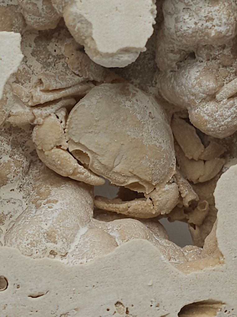 Crab - Fossil skeleton - 105 mm - 115 mm  (No reserve price) #1.0