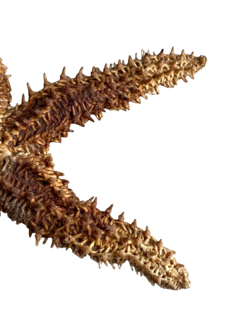 Starfish Skeleton - Asteroidea - 13.5 cm - 15 cm - 1.5 cm -  (1) #4.3